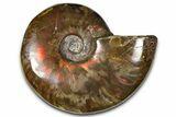 Polished Red Flash Ammonite (Cleoniceras) Fossil - Madagascar #367701-1